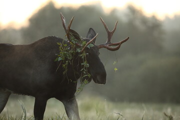 Łoś (Alces alces) moose © Bartosz Rakoczy