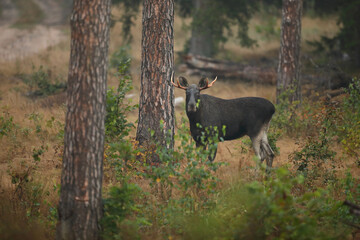 Łoś (Alces alces) moose © Bartosz Rakoczy