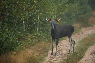 Łoś (Alces alces) moose © Bartosz Rakoczy