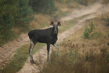 Łoś (Alces alces) moose © Bartosz Rakoczy