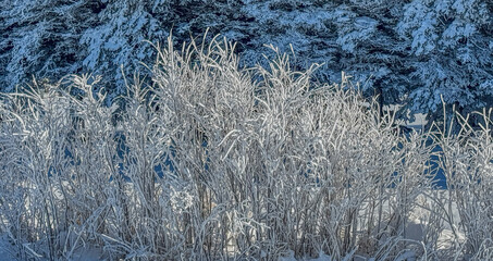 Cold Winters in Manitoba, Canada