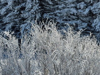 Cold Winters in Manitoba, Canada