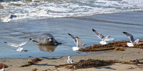 Elephant Seal and sea gulls on California coast