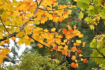 American tulip tree. Magnoliaceae deciduous tree. It blooms with tulip-like flowers in early summer and has a beautiful tree shape, so it is used as a park tree or street tree.