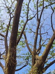 Low Angle of tree branches  and tree trunk. Tree molt in the dry season, beautifull tree branches against a blue sky.