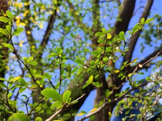 Low Angle of tree branches  and tree trunk. Tree molt in the dry season, beautifull tree branches against a blue sky.