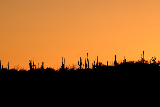 Tucson Arizona skyline with Saguaro in silhouette with orange sky at sunset
