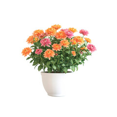 Vibrant Chrysanthemum Potted Plant with Orange and Pink Blossoms