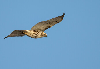 Closeup of a red-tailed hawk in flight.
