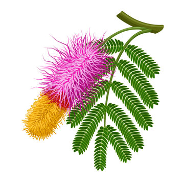 Illustration of Shami flower with leaves, also known as Persian mesquite or ghaf, scientific name Prosopis cineraria, isolated on white background.