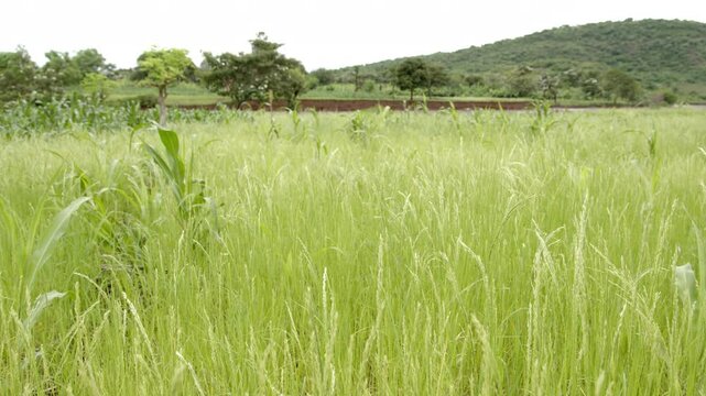 Slow motion shot of a field of teff slowly blowing in the wind in rural Ethiopia