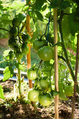 Growing plants by hand, green tomato in garden plastic greenhouse