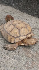 a little capybara and a giant tortoise design for joyful concept
