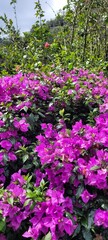 Fototapeta premium Naturaleza: día purpúreo