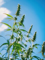 Obraz premium Green branches of hemp plants reach toward a clear blue sky, showcasing their flowering tops under sunlight, symbolizing growth and vitality. Generative AI