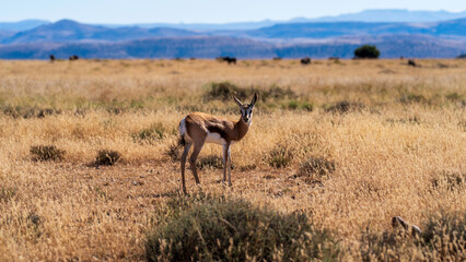 Juvenile springbok walking in the meadow, Mountain Zebra National Park, South Africa