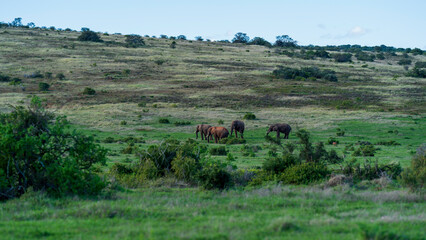 Herd of elephants grazing in the meadow, Addo Elephant National Park, South Africa