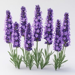 Obraz premium Beautiful lavender flowers arranged in a cluster against a plain background