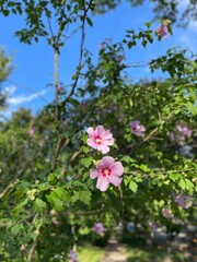 Fototapeta premium tree blossom