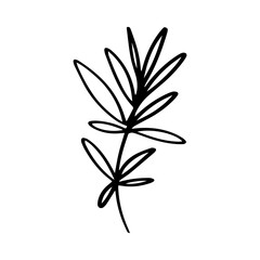 leaf illustration