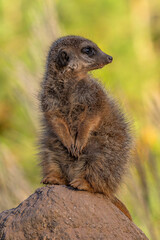Meerkat, Suricata suricatta sitting on a stone and looking into the distance