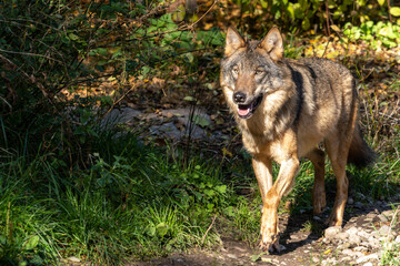 Obraz premium European Grey Wolf, Canis lupus in a german park