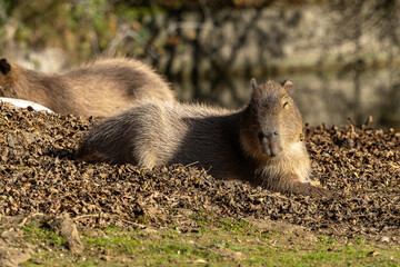 Capybara, Hydrochoerus hydrochaeris grazing on fresh green grass