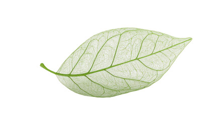 Fototapeta premium A delicate, translucent leaf showcasing intricate vein patterns, emphasizing natural beauty and botanical detail.