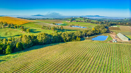 Overhead view of a vineyard in the Yarra Valley near Yarra Glen with dams and hills beyond © Alistair