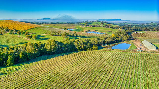 Overhead view of a vineyard in the Yarra Valley near Yarra Glen with dams and hills beyond