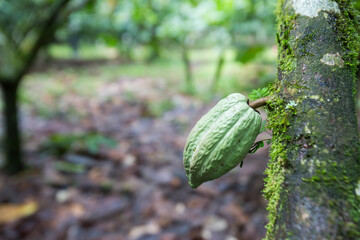 A cacao seed which will be processed into chocolate.
