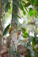 Spider monkeys play on trees in Costa Rica.
