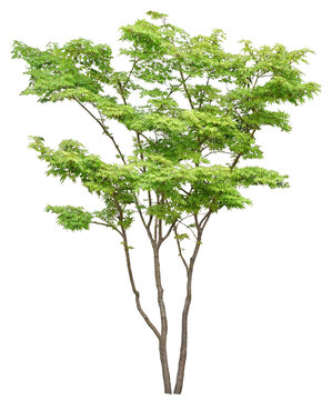 ヤマモミジ　5月