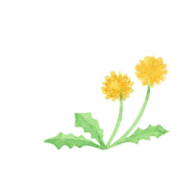 水彩絵の具で描いた春の野原の花　たんぽぽ