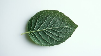 Obraz premium 46.Minimalist green leaf icon with distinct vein details, isolated on white, symbolizing natural and organic design, perfect for bio-labeling and eco branding.
