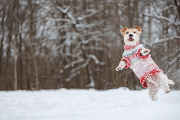 Dog playing with orange ring in park. Wirehaired Jack Russell Terrier jumping for toy. Pet in red New Year sweater against winter trees background. Cold snowy winter weather. Christmas concept