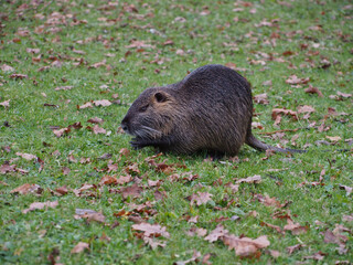 Nutria (Myocastor coypus) foraging with its paw raised near the pond of the Rheinaue park in Bonn, Germany