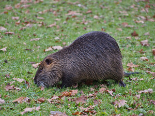 Close-up of a nutria (Myocastor coypus) foraging near the pond of the Rheinaue park in Bonn, Germany