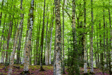 Ordesa and Monte Perdido National Park - Aragonese Pyrenees
