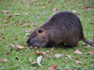 Close-up of a nutria (Myocastor coypus) foraging near the pond of the Rheinaue park in Bonn, Germany