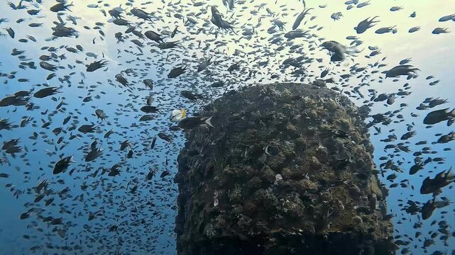 Low-angle shot of the chimney of the HTMS Chang wreck, surrounded by a dense school of small fish. Filmed in the Gulf of Thailand. Check my portfolio for more footage.