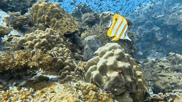 A copperband butterflyfish (Chelmon rostratus) swims near corals surrounded by small fish in clear blue water. Vibrant reef life on display. Check my portfolio for more footage.