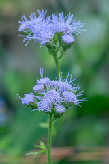 Blue Boneset is a wildflower that attracts a lot of pollinators.