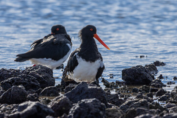 A pair of Pied Oystercatchers on a rocky shore