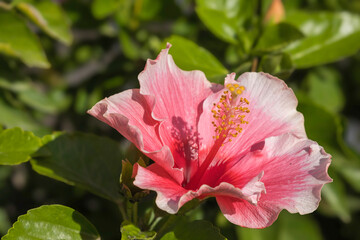 Chinesischer Roseneibisch (Hibiscus rosa-sinensis) © AnnaReinert