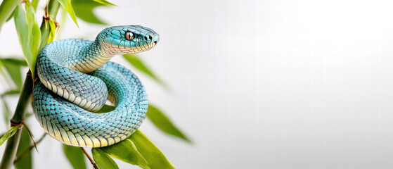 Obraz premium Happy Chinese New Year, Lunar Snake Year. Vibrant blue snake coiled on bamboo leaves against a light background.