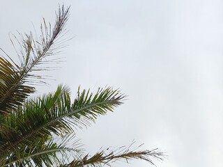 Tropical palm leaves with clear sky background and minimalism