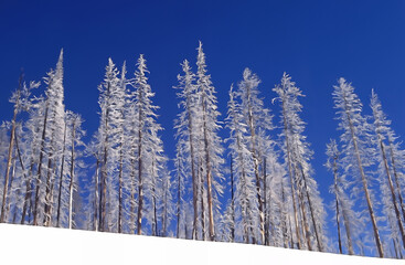Snowy Winter Landscape in Yellowstone - Burn trees covered in frost stand against a deep blue sky 
