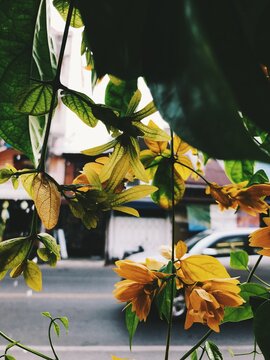 tropical leaves background