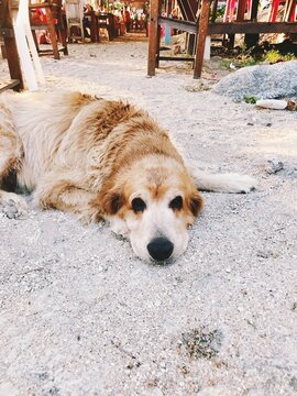 dog on the beach